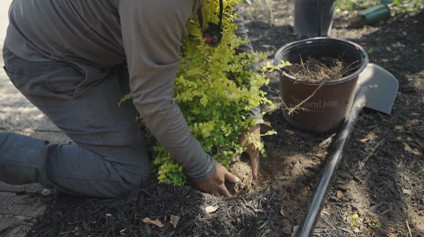 Landscapers planting trees